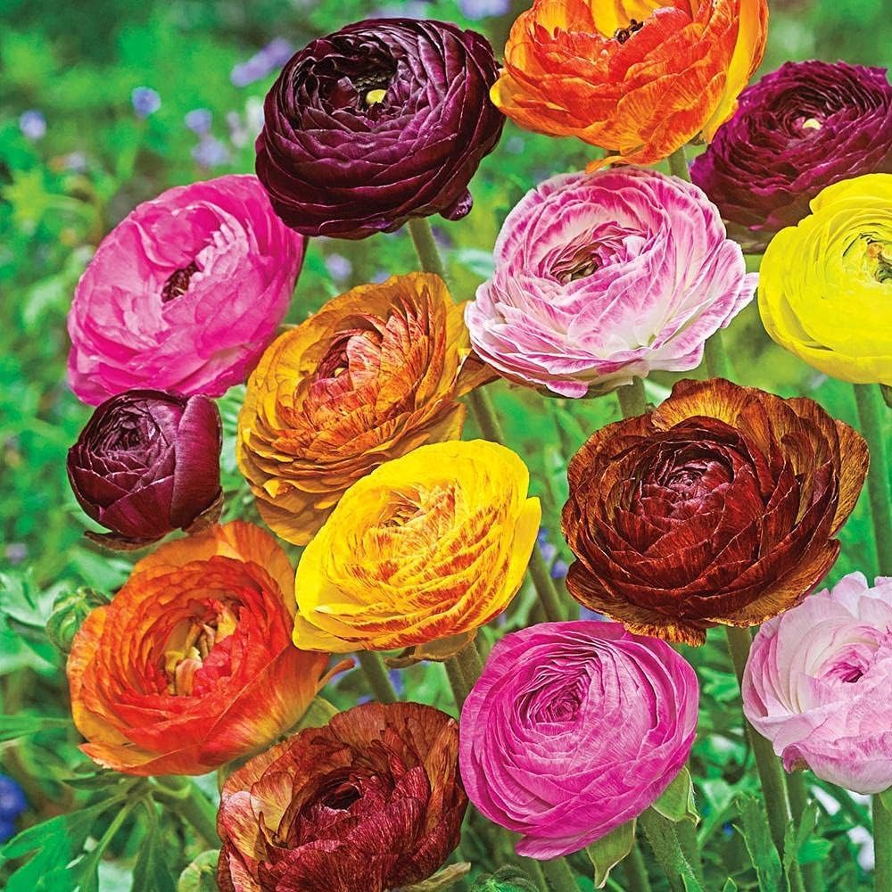 25 Ranunculus Bulbs for Planting, Mix Picotee Ranunculus Corms Bulk Butterfly Ranunculus Flowers Bulbs Peony, Large Size