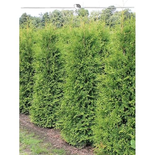 Thuja Brabant 180-200 cm. 10 Lebensbäume. Immergrün, Winterhart, Sichtschutz