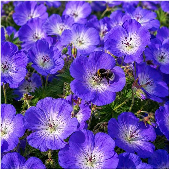 Geranium 'Rozanne ®' (stork beak) 1 litre continuous blooming