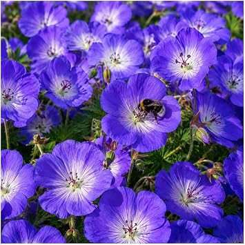 Geranium 'Rozanne ®' (stork beak) 1 litre continuous blooming