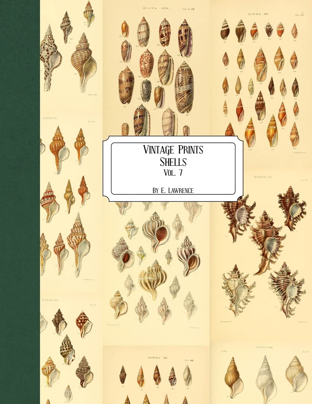 洋書 Shells - Classic Natural History Prints Vintage Prints: Shells: Vol. 7: Lawrence, E.: 9781727216141