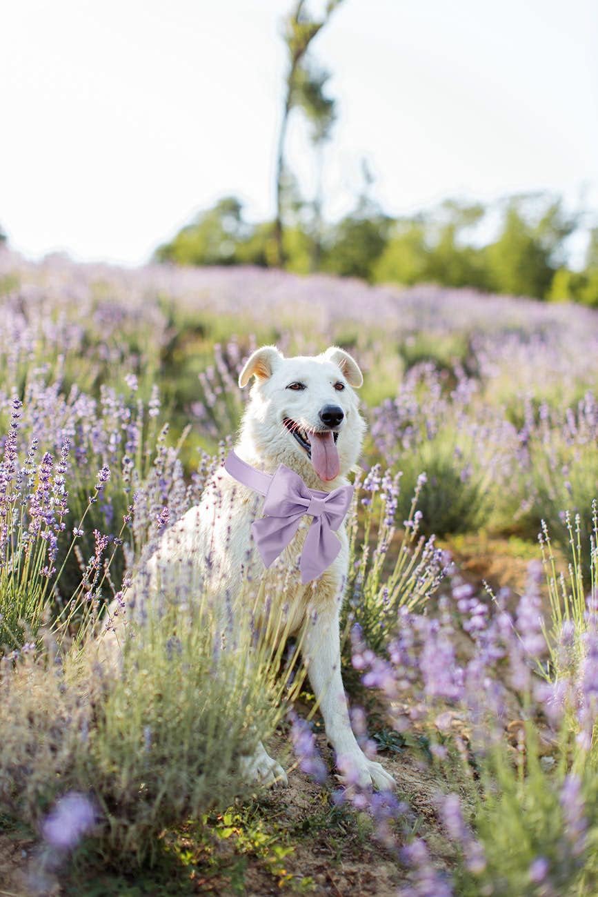 Unique style paws Purple Silk Dog Collar Adjustable Durable Dog Collar with Bow Fashion Bowtie Collar for X-Large Dogs