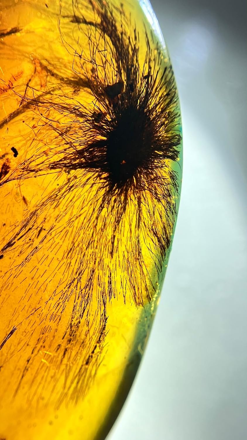 Burmese burmite Cretaceous Rare Blooming Dandelion Plant Fossil Amber Myanmar