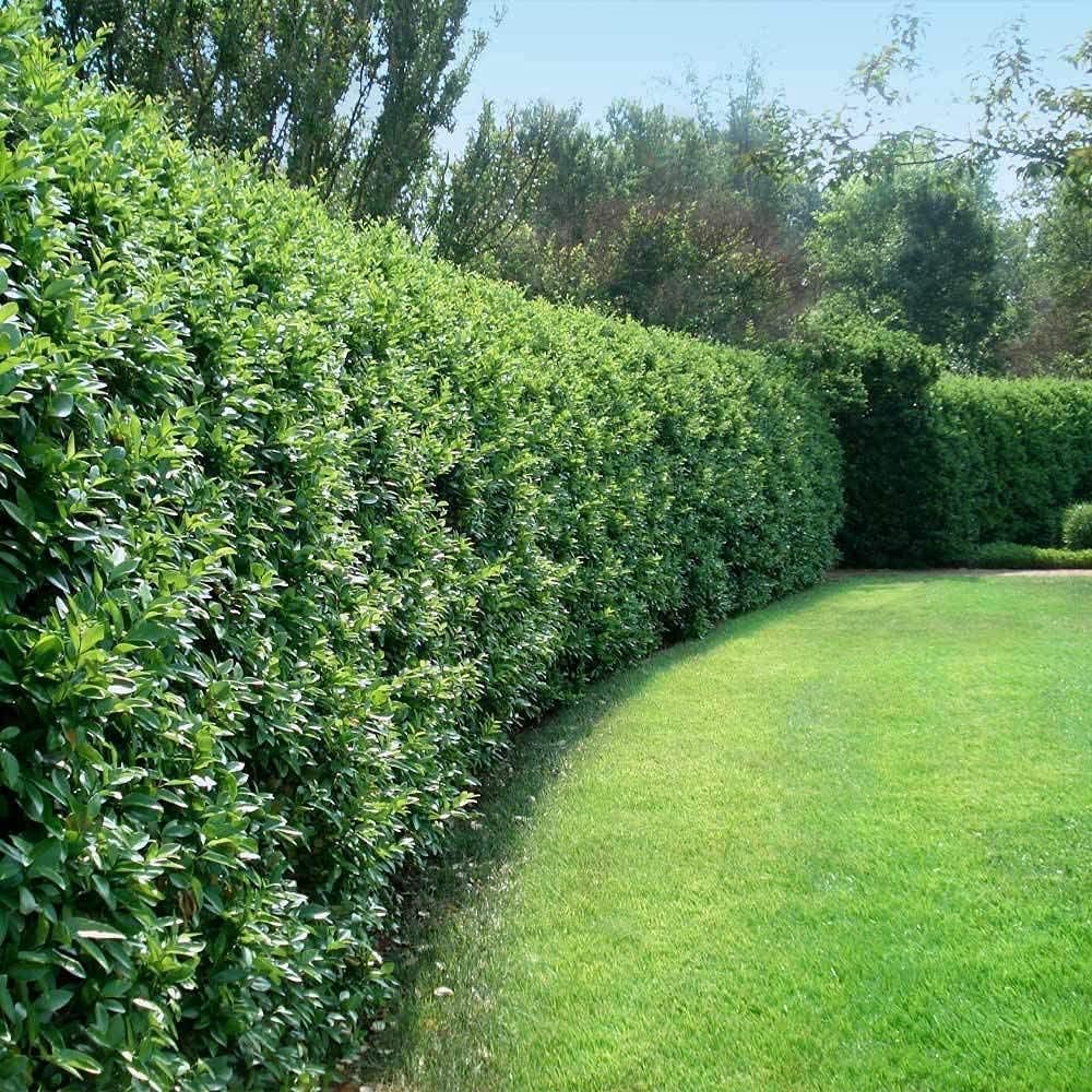 Curled Leaf Privet | 3 Large Trade Gallon Size Plants | Ligustrum Japonicum Recurvifolium | Evergreen Flowering Privacy Shrub Hedge