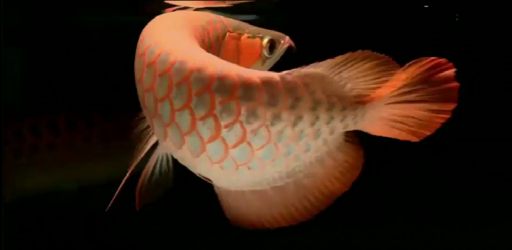 Real Arowana Live Wallpaper Amazon Com Appstore For Android