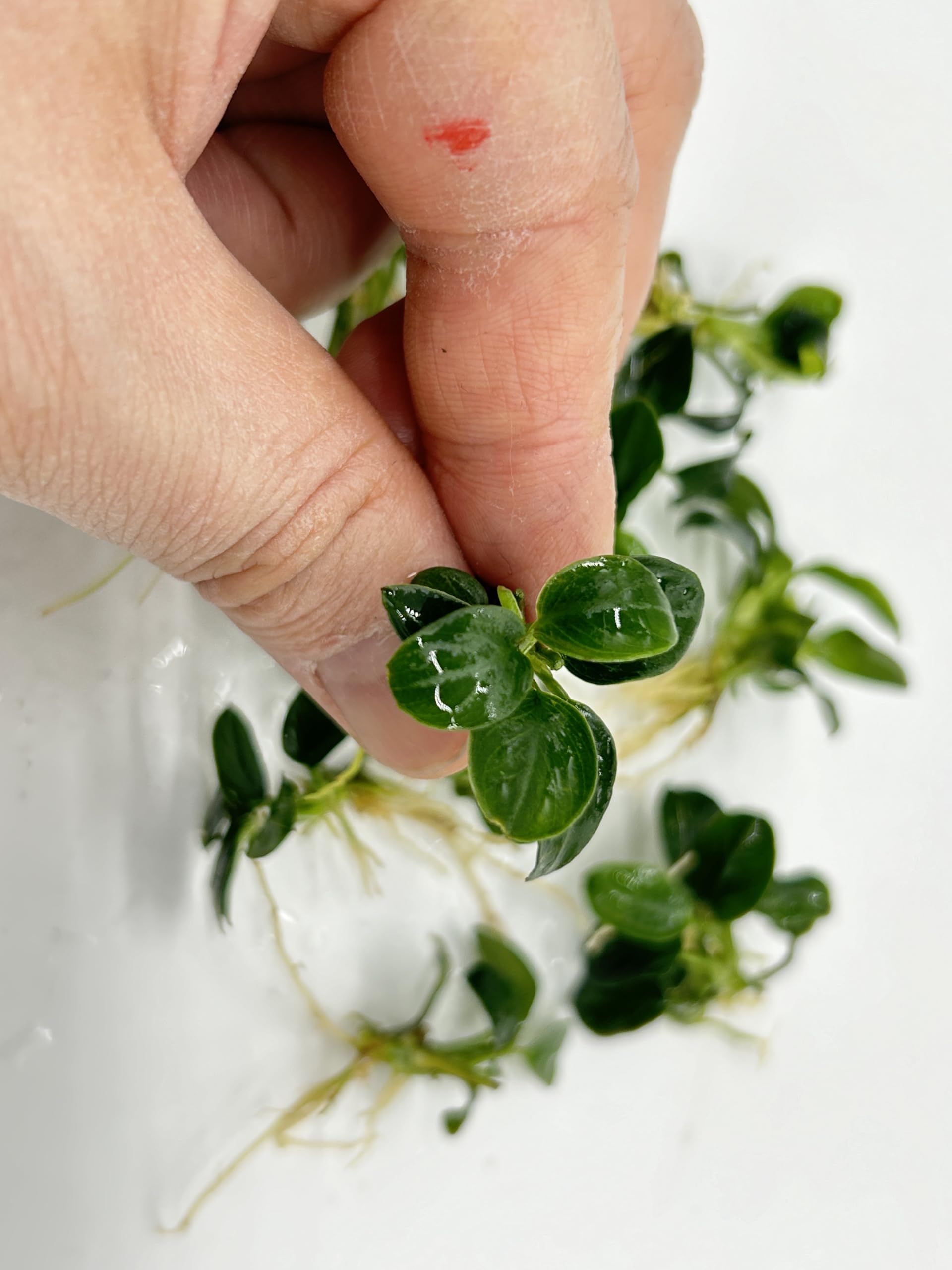 Amazon.co.jp: 極小 アヌビアスナナ プチ ミクロ 5株 無農薬 : ペット用品