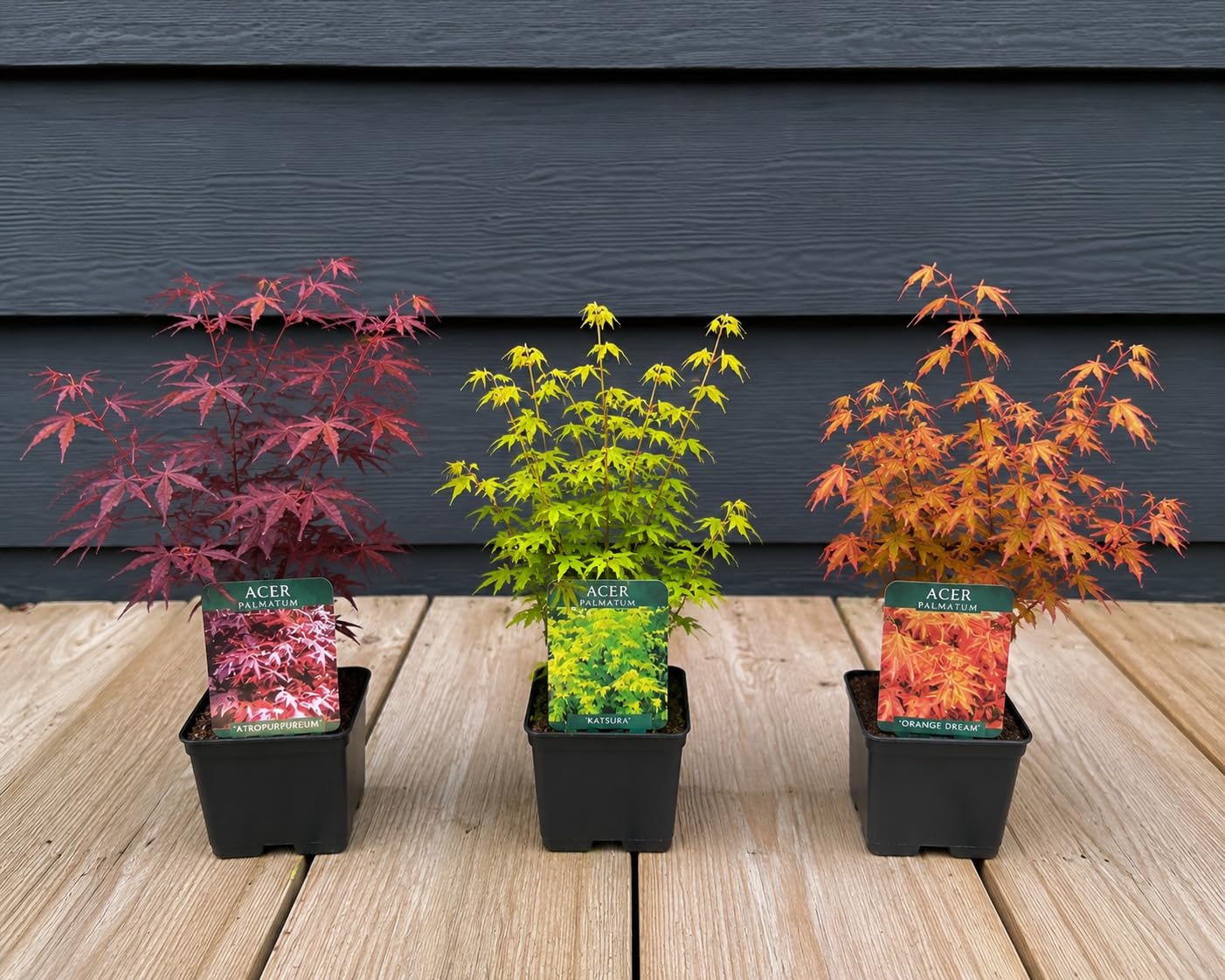 Direct Plants 3X Mixed Acer Palmatum Japanese Maple Trees in 9/10cm Pots