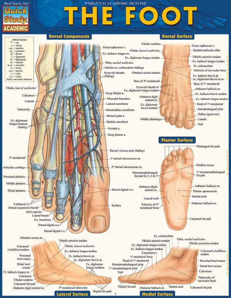 Anatomy of the Foot: a QuickStudy Laminated Reference Guide (Quick Study Academic)