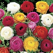 YouGarden Mixed Colour Ranunculus, Set of 75 Bulbs, Size 3/4, Ready to Plant for Summer Flowering, Bedding Bulbs to Grow in Garden Borders and Patio Pots, Multicoloured Garden Displays