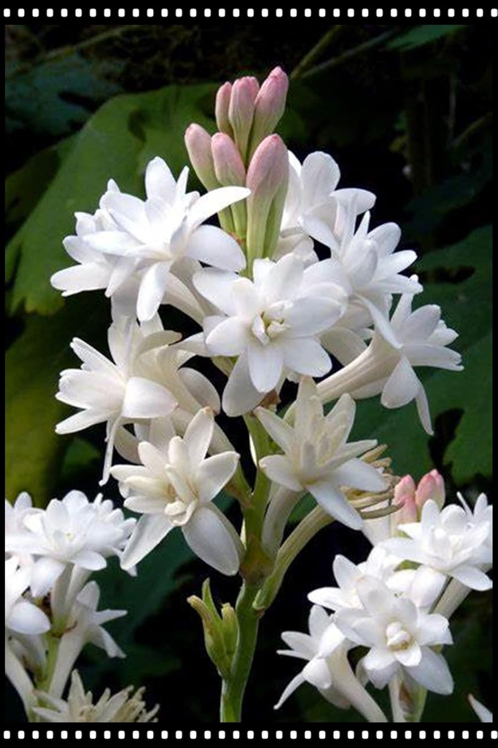 (Tuberose for Planting) Simple to Grow Surprise to Grow