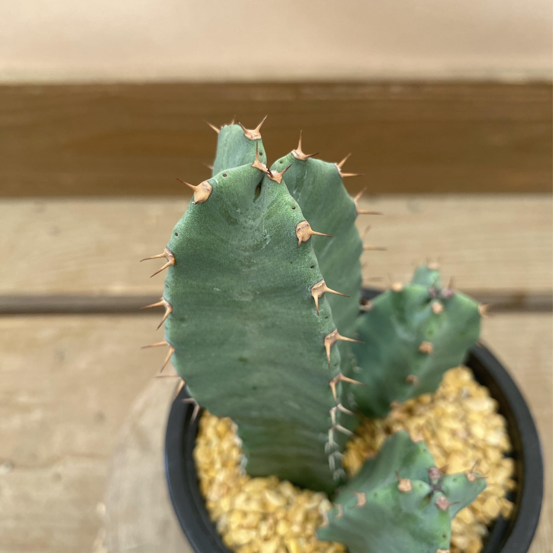 Amazon｜多肉植物 ユーフォルビア レシニフェラ（白角キリン）｜観葉