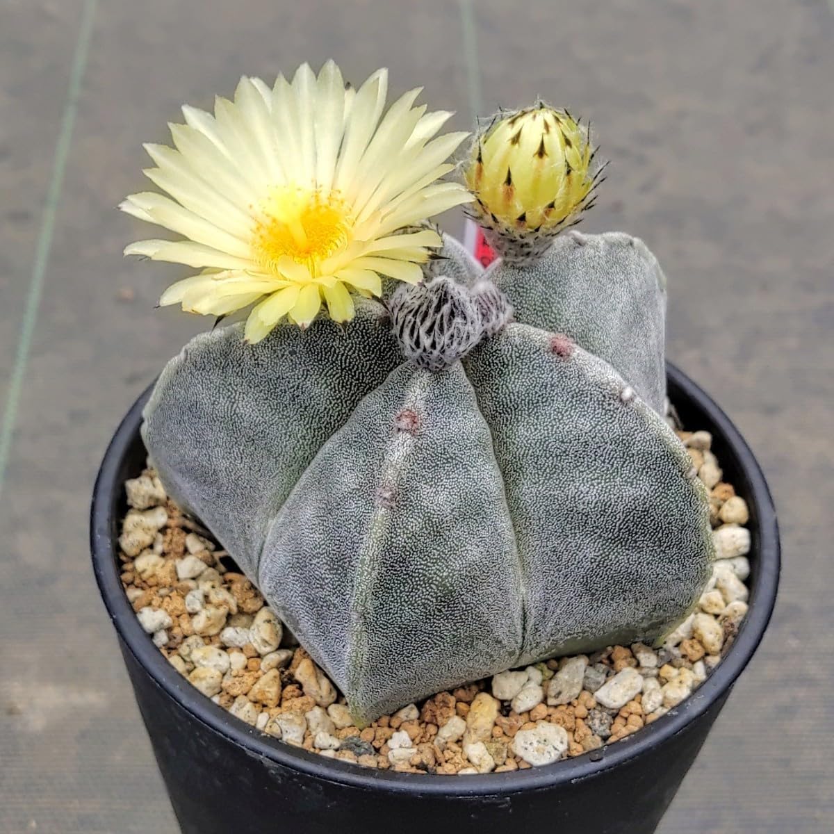 Amazon.co.jp: 自家採種“種子”20粒Astrophytum myriostigma (SB 262
