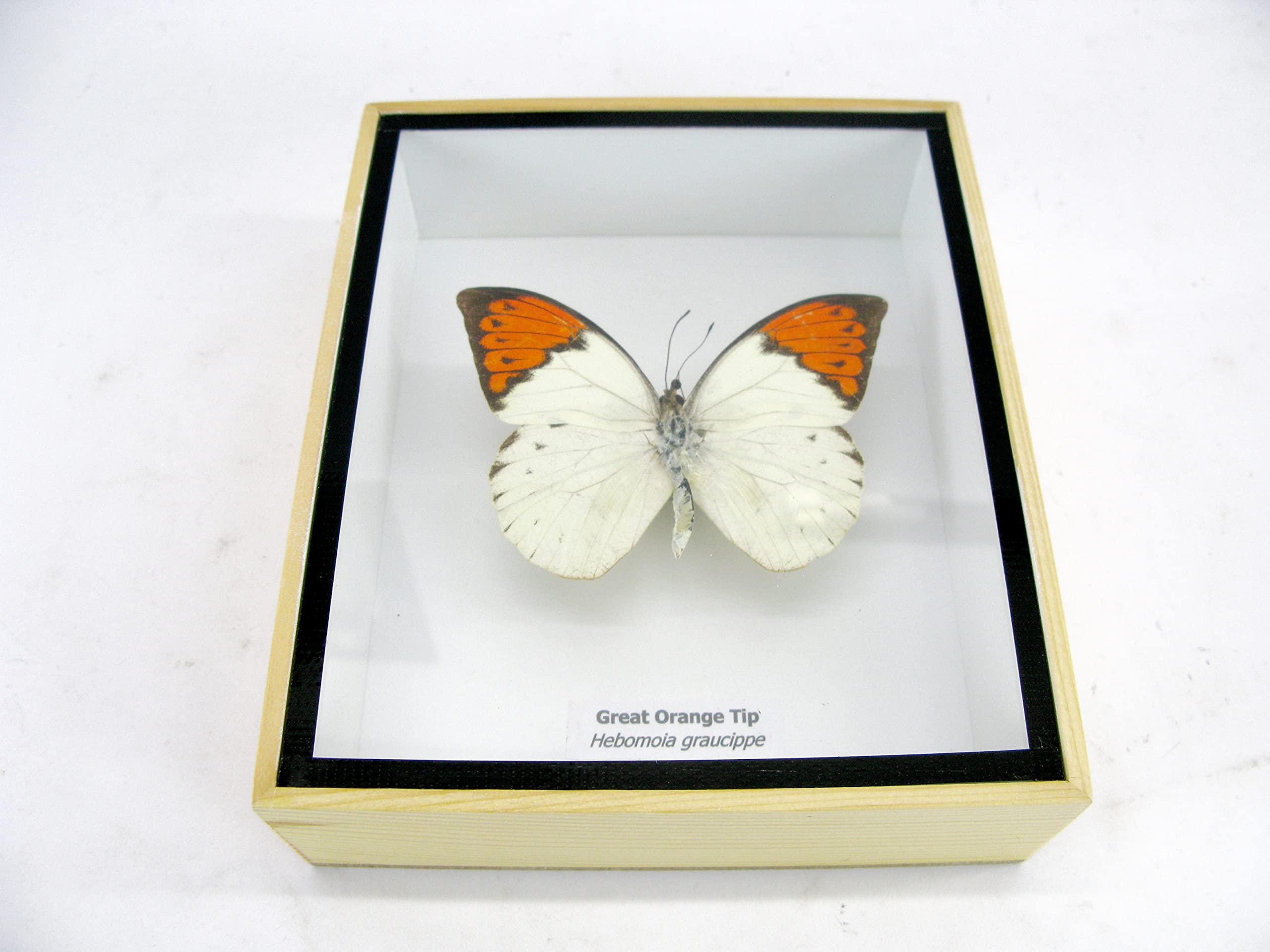 asiahouse24 Ein echter exotischer präparierter Schmetterlinge im Bilderrahmen Wandbild Schaukasten Entomologie Taxidermie (Great Orange Tip)