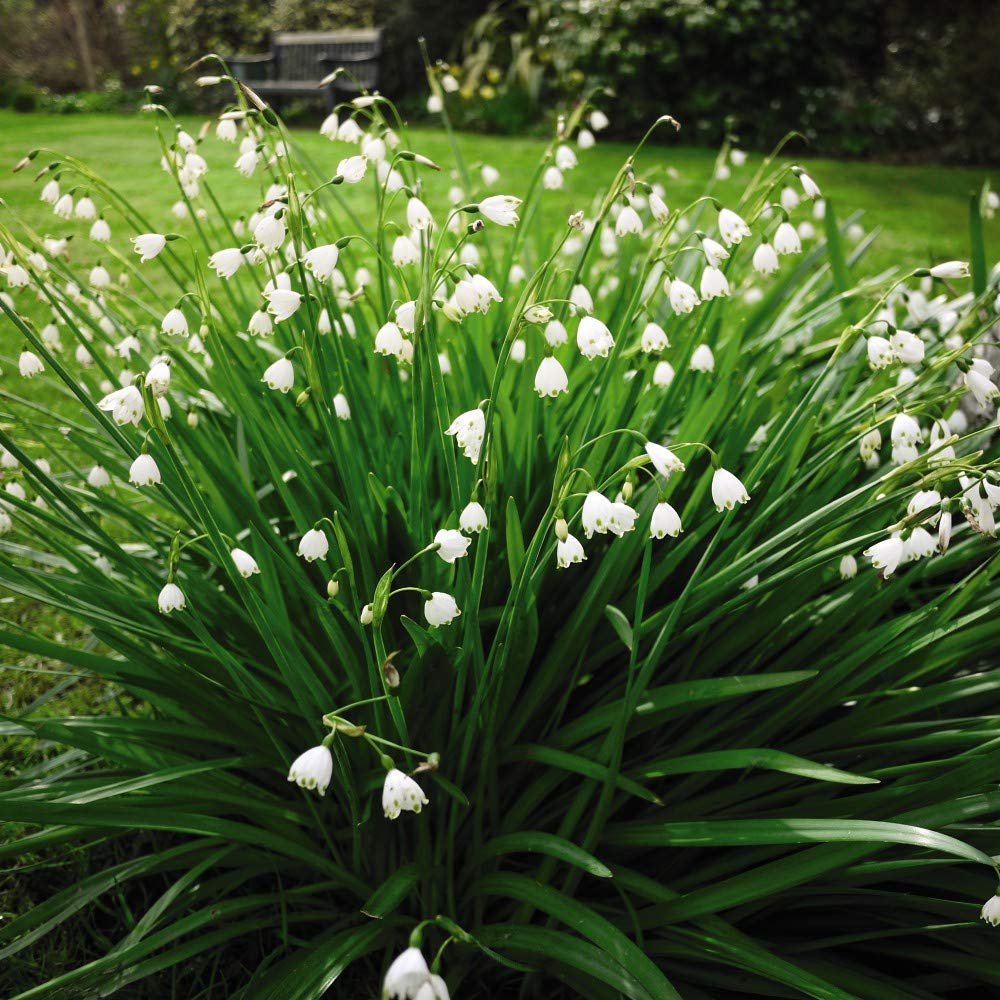Leucojum Aestivum ‘Summer Snowflake’ Garden Plant Hardy Bulb Flowering Garden Plants Easy to Grow Your Own 20x bulbs (size 8/9) by Thompson and Morgan (5)