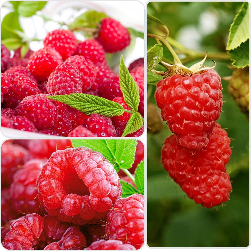 1000pcs Raspberry Fruit Plant Seed, Red Raspberry, Organic Natural Grown