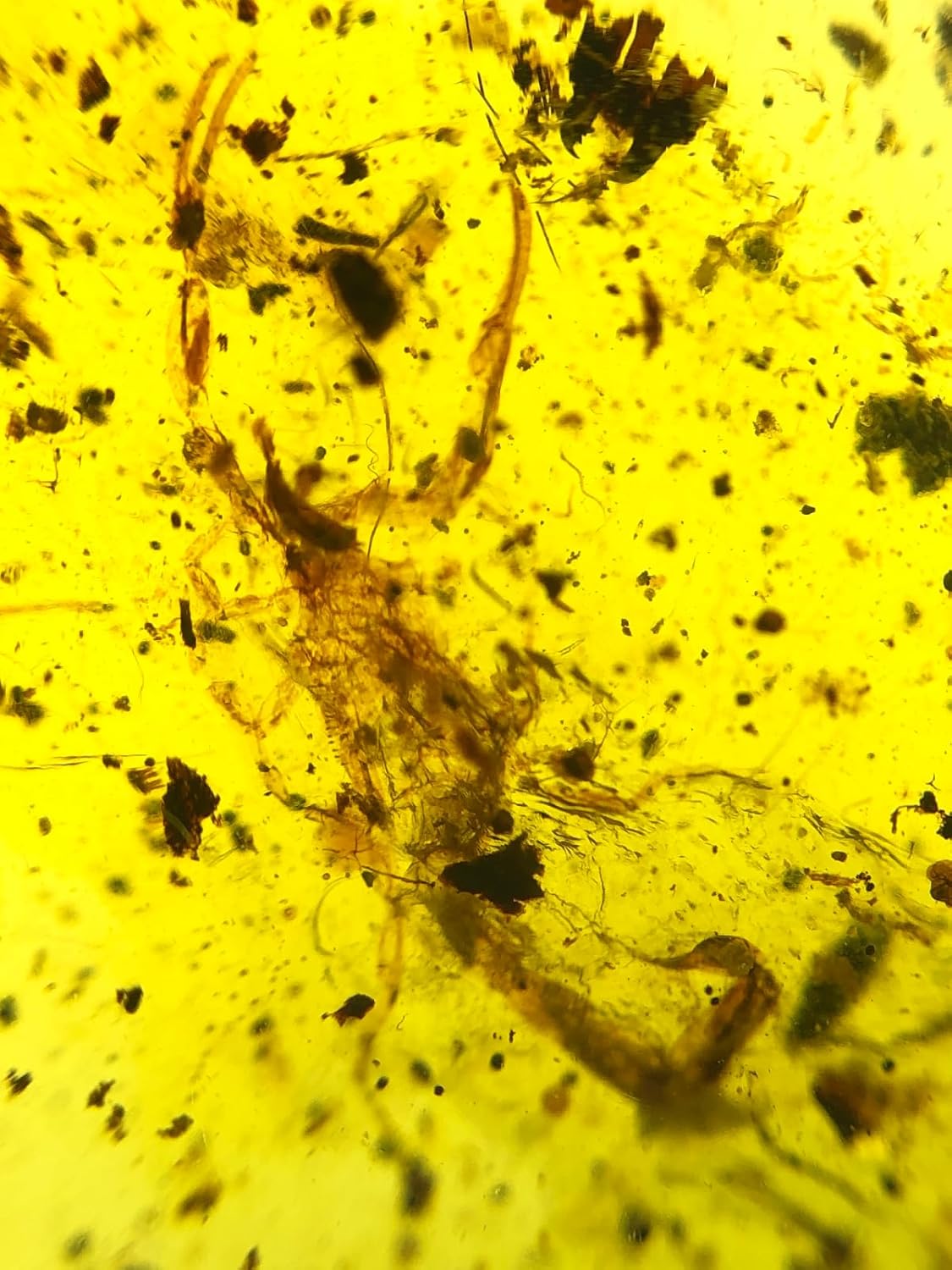 Burmese burmite Cretaceous Scorpion Insect Fossil Amber Myanmar