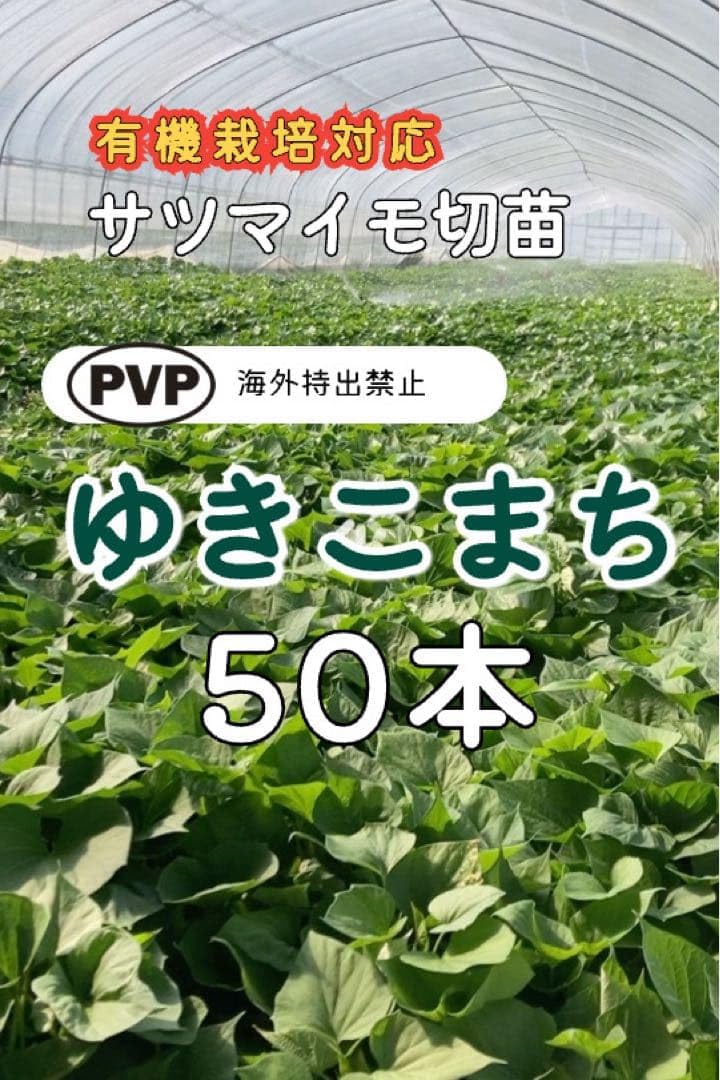 【GW期間で発送】ゆきこまち 切苗 1000本 香川県産 Amazon.co.jp: 4 12以降 ゆきこまち 切苗 50本 香川県産 : DIY・工具
