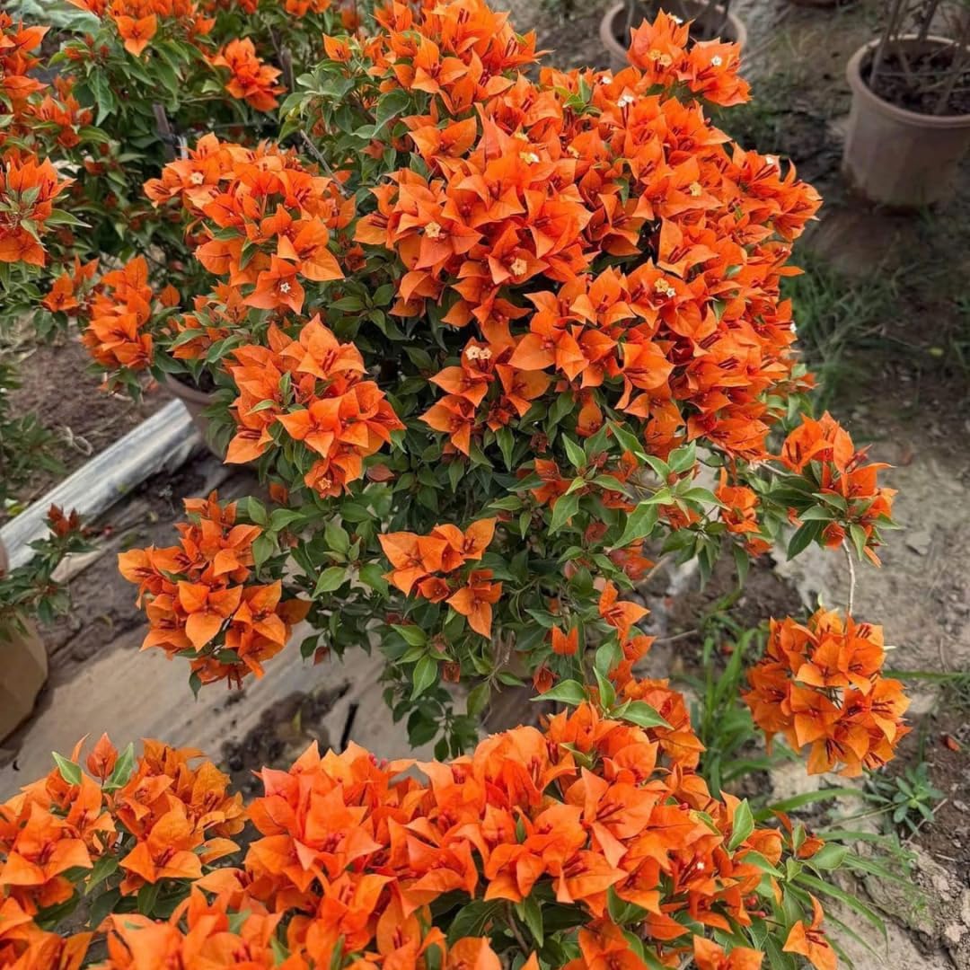 Combo 2 Bougainvillea Plants Live Trees, Outdoor Bougainvillea Plant for Trailing Flowering Vines or Bush Tree, 5-10” Tall, Well-Rooted Bougainvillea Orange