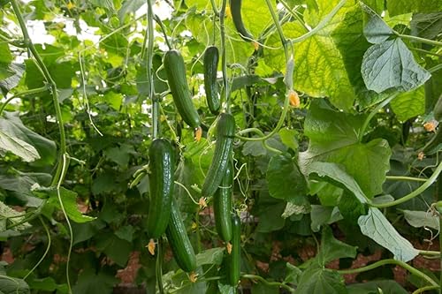 Miniatura 4 de Semillas de pepino autopolinizado de interior Zozula F1 45 días de largo en decapado temprano Heirloom Vegetal para plantar sin OMG