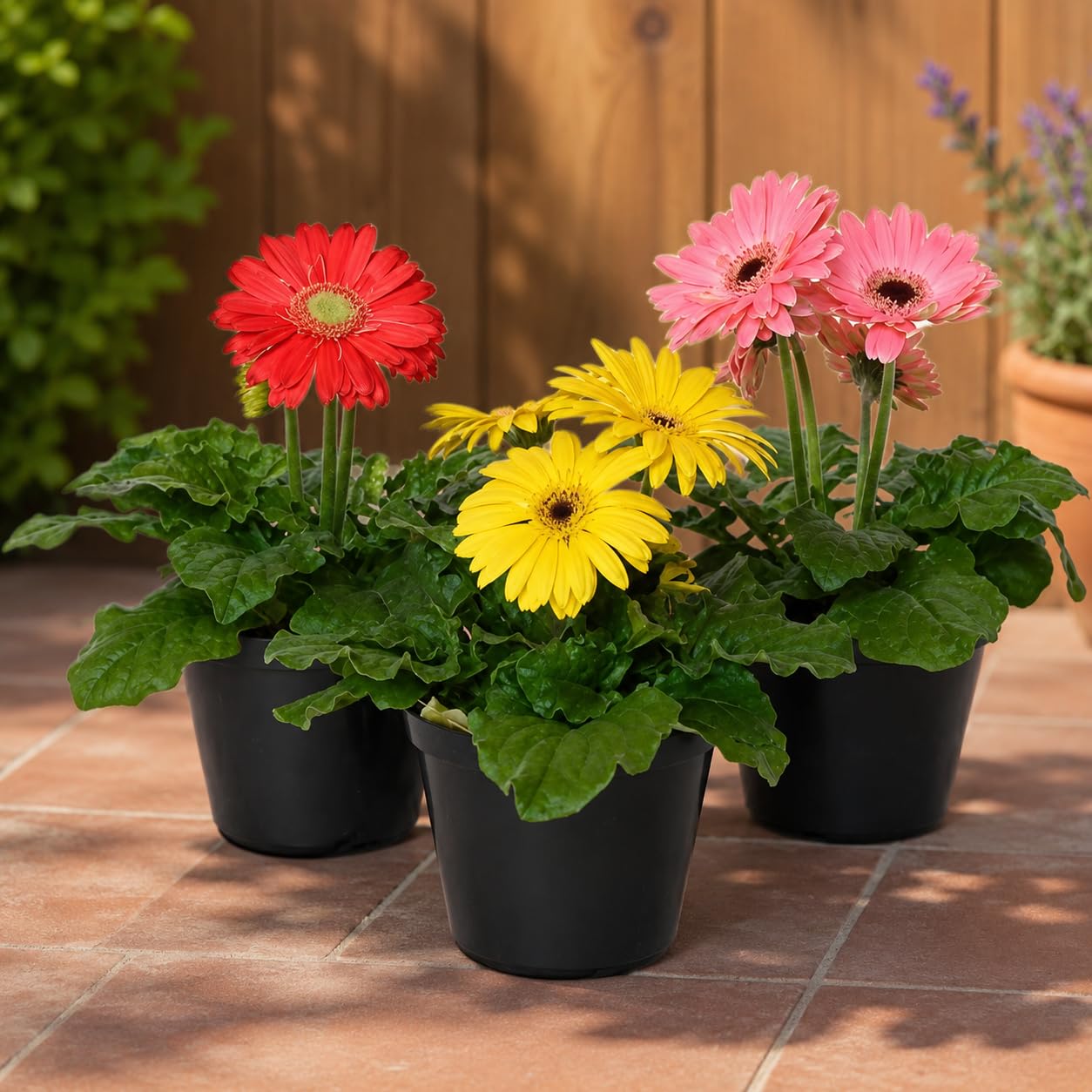 Combo Pack Of-3 Red Gerbera Plant, Yellow Gerbera Plant, Pinkl Gerbera Live Plant (Original Variety In Origin India) Healthy Plant With- Pepper Bag y Green-image-18