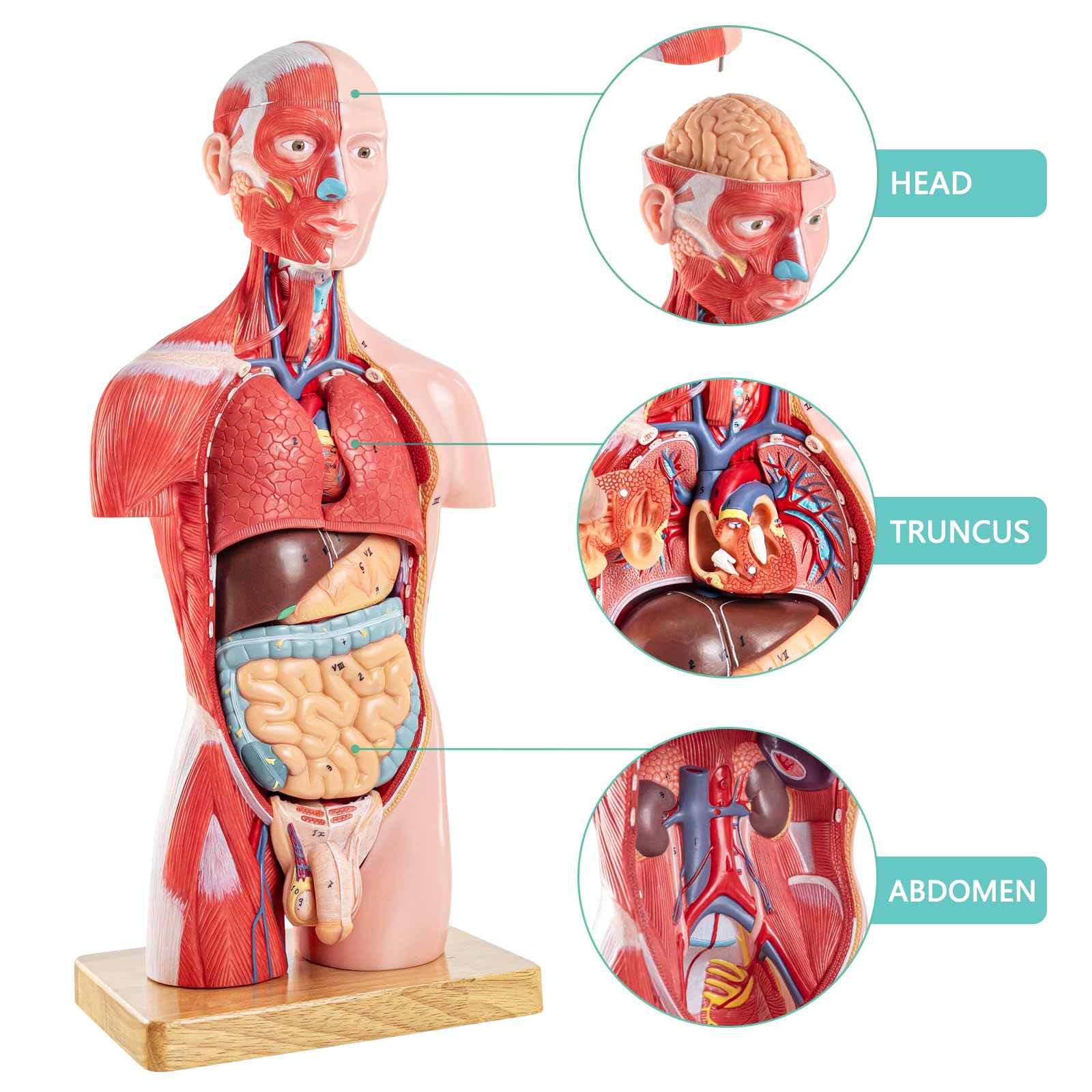 16 Stück Abnehmbares 17 Zoll Menschliches Torso Anatomie Modell mit Herzkopf Schädel Gehirn Skelett Modell für Medizinstudent, Menschlichen Körper Deluxe Muskulatur Modell, Lab & Klassenzimmer Verwend