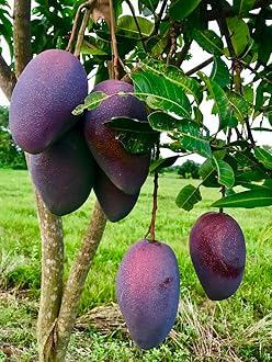 Purple Original Miyazaki Mango Plant | Pack Of 1 | Plant Height 2-3 Feet | Miyazaki Mango Plant | Original Rare Grafted Live Fruit Plant | Type-Taiyo No Tamago Eggs Of Sun | Fruit After 18 Month |