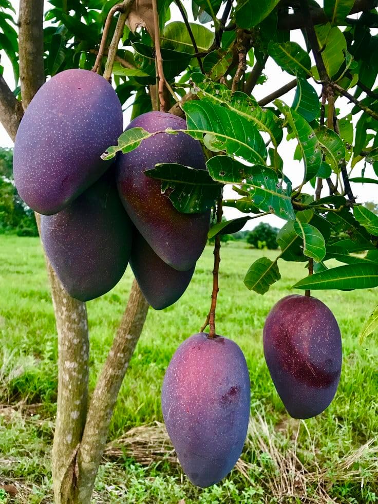 Purple Original Miyazaki Mango Plant | Pack Of 1 | Plant Height 2-3 Feet | Miyazaki Mango Plant | Original Rare Grafted Live Fruit Plant | Type-Taiyo No Tamago Eggs Of Sun | Fruit After 18 Month |