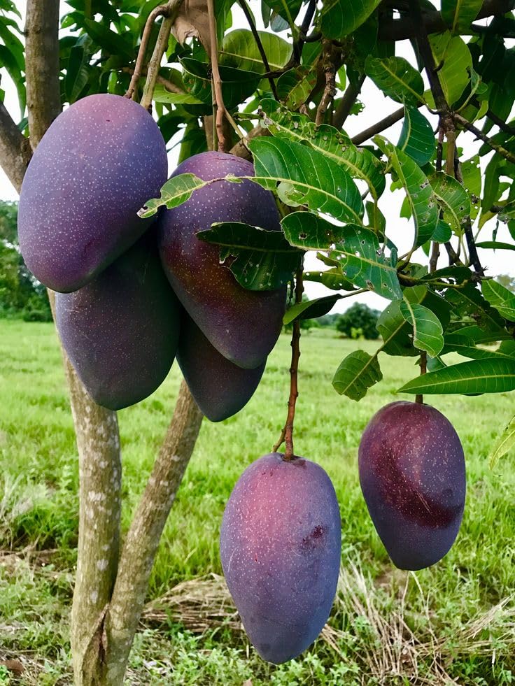 Purple Original Miyazaki Mango Plant | Pack Of 1 | Plant Height 2-3 Feet | Miyazaki Mango Plant | Original Rare Grafted Live Fruit Plant | Type-Taiyo No Tamago Eggs Of Sun | Fruit After 18 Month |