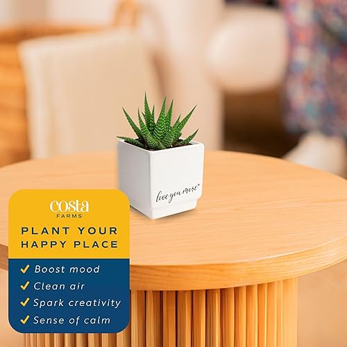 Miniatura 5 de Costa Farms - Suculentas