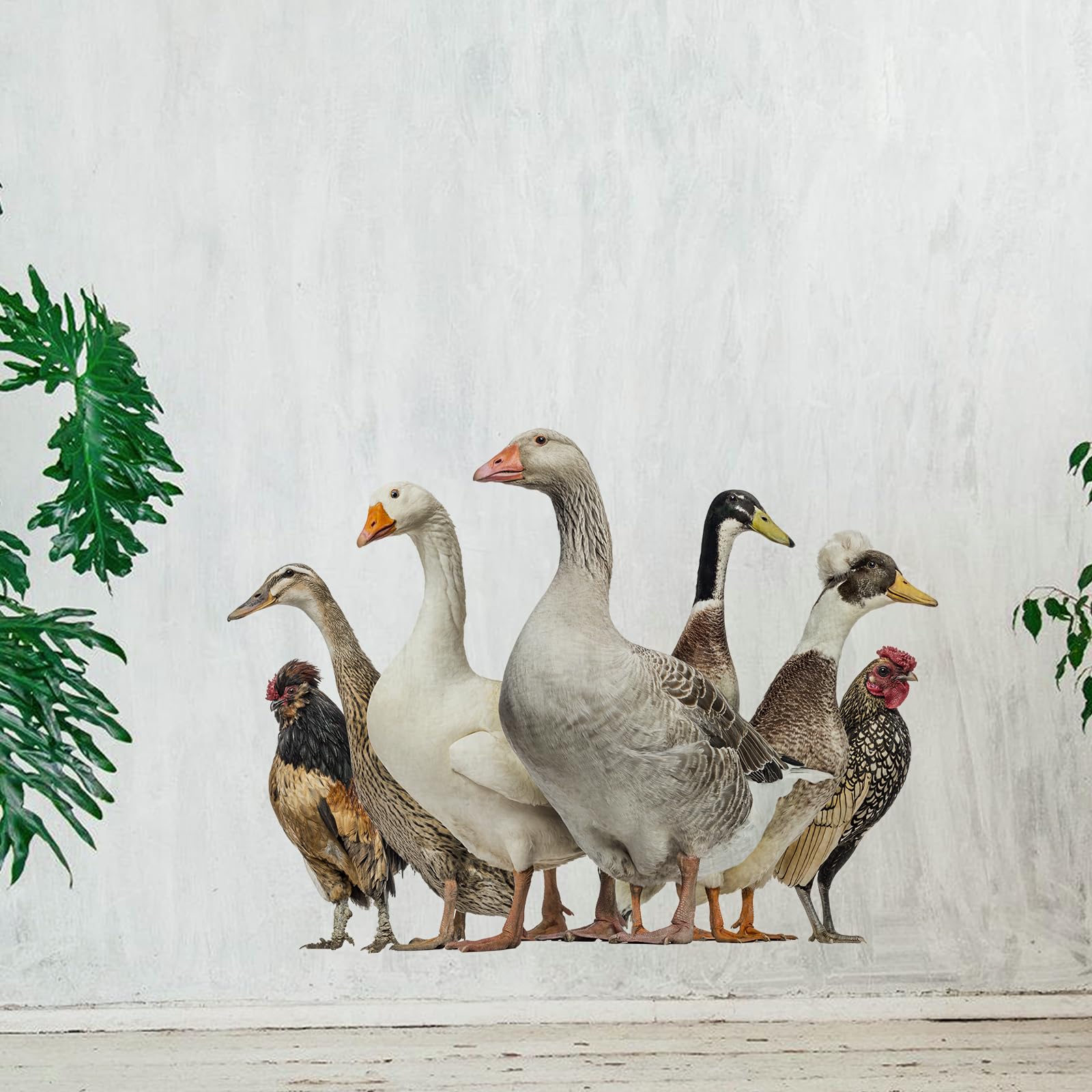 Autocollant mural canards amusants, cadeau original et amovible pour decoration de cuisine