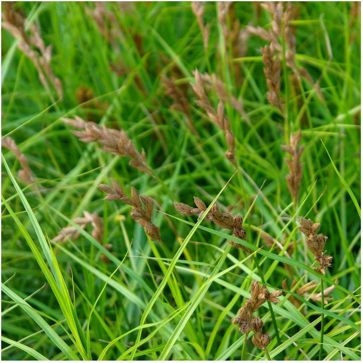Everwilde Farms - 1/4 Lb Oval Sedge Native Grass Seeds - Gold Vault