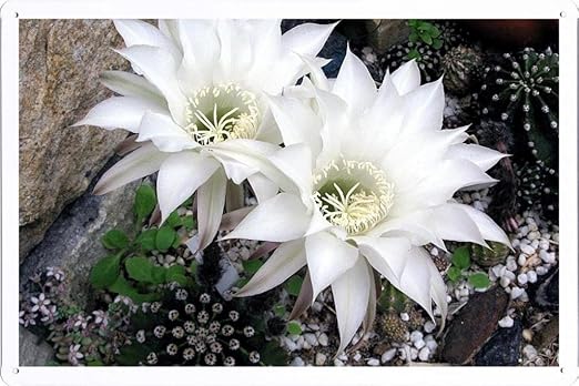 Amazon サボテンの花の開花スノーホワイトストーン の金属看板 ティンサイン ポスター Tin Sign Metal Poster Of Cactus Flower Flowering Snow White Stone アートフレーム ポスター オンライン通販