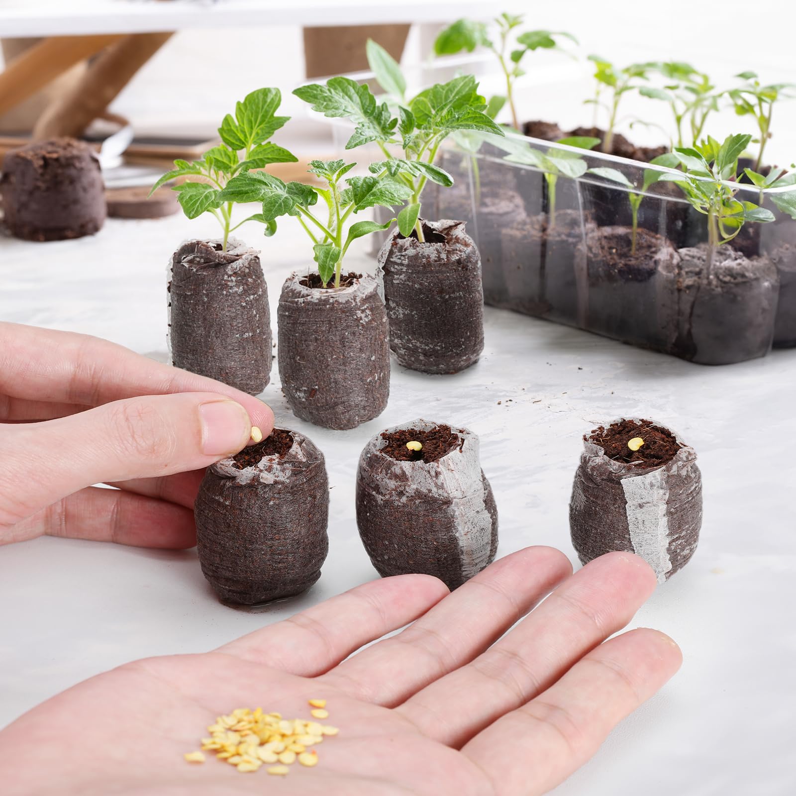 GOTVUGE 100 Stck Kokoserde-Quelltabs 30mm  Anzuchtset fr Pflanzen,  Gemse & Bonsai | Komprimierte Kokos-Pellets fr Stecklinge und Smlinge :  Amazon.de: Garten