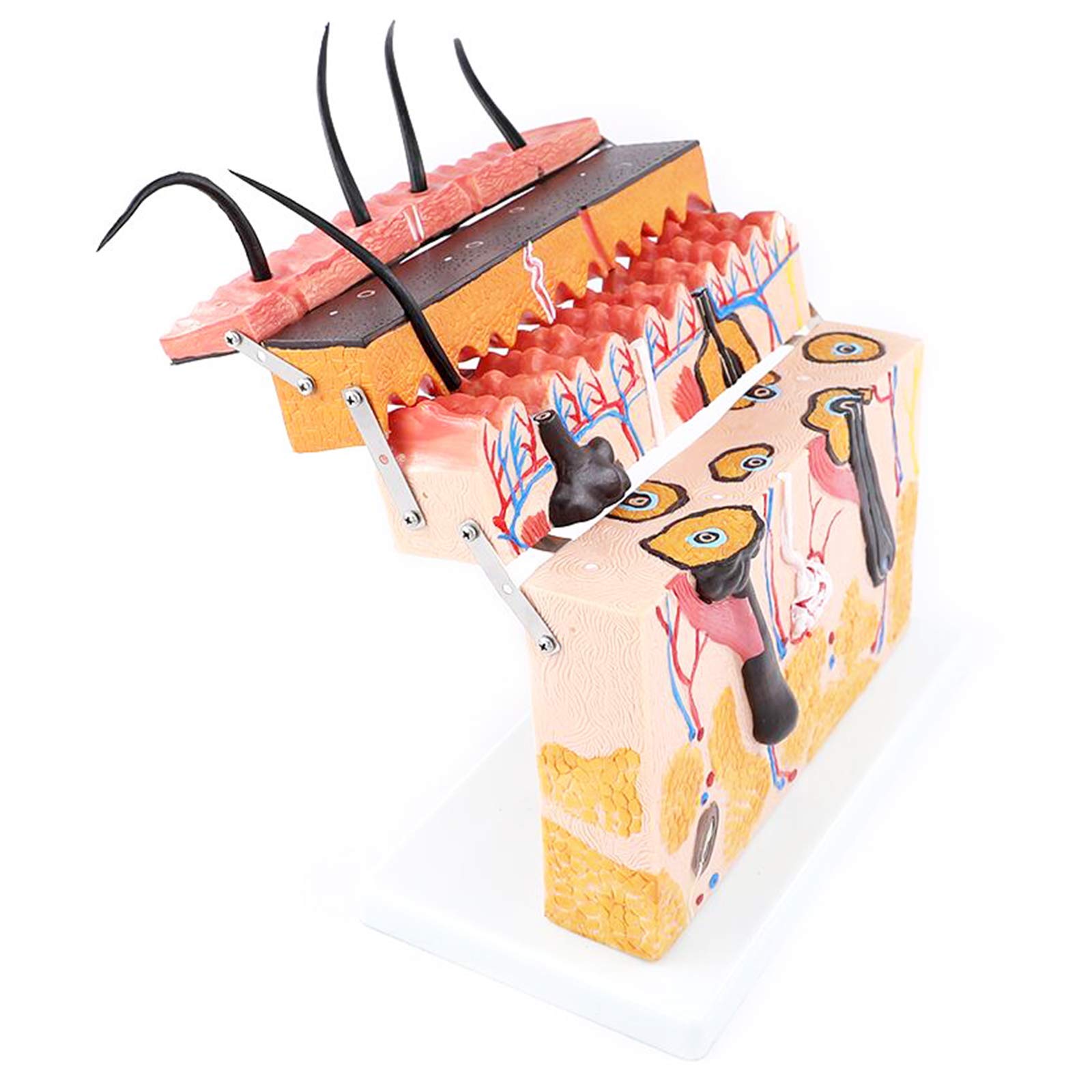 sjdoPulse 70X Enlarged Human Big Anatomical Skin Magnified Tissue Structure Model for Biology Minimally Invasive Cosmetic Surgery Teaching Model (Cut Surface)