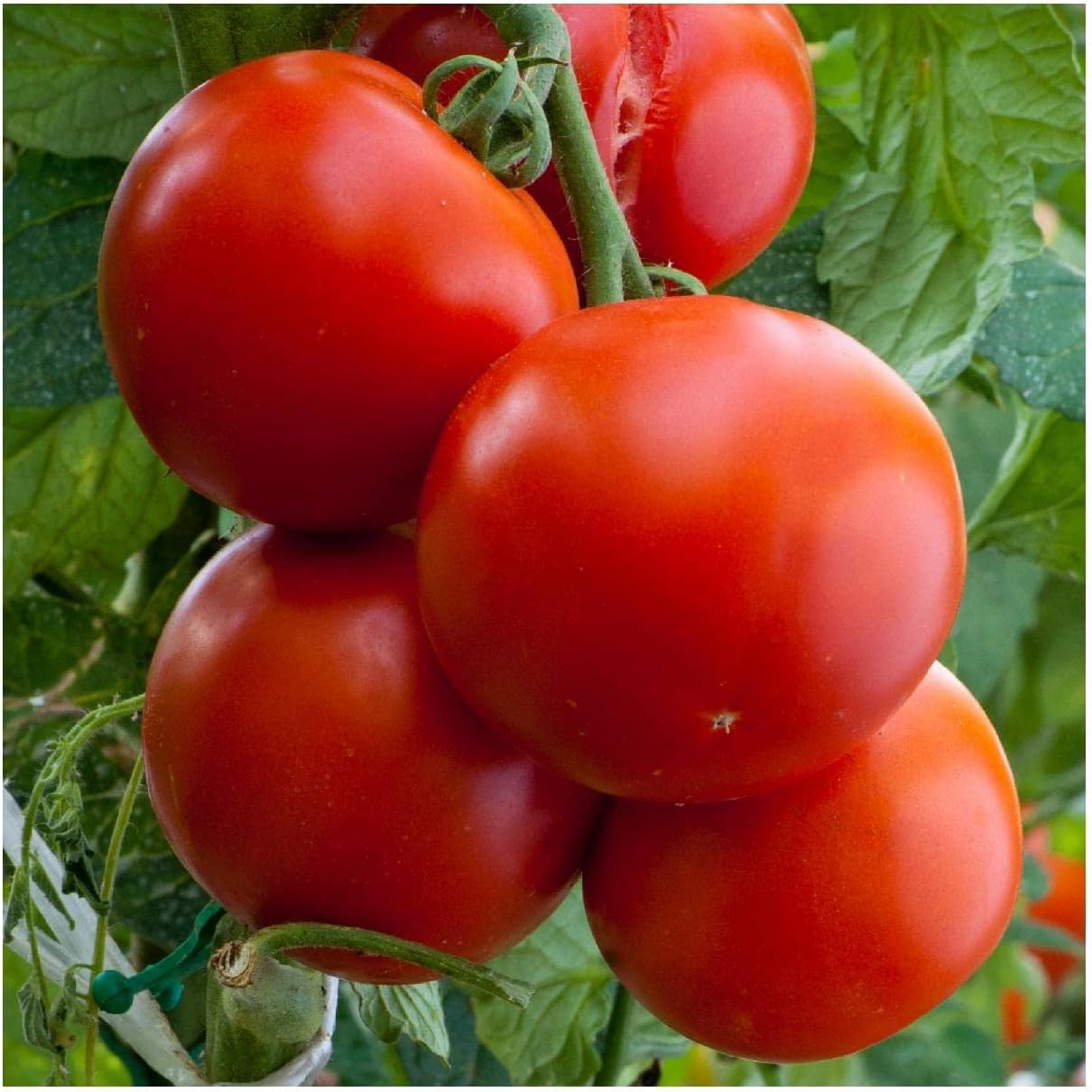 Everwilde Farms - 1/4 Lb Floridade Tomato Seeds - Gold Vault
