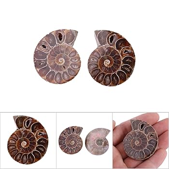 アンモナイトの化石標本セット Amazon | SCIENCE 化石標本Pair Ammonites fossils