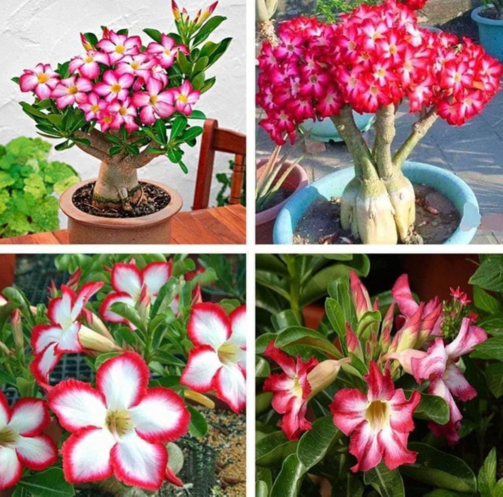 Adenium Flower Seeds for Planting | Hybrid Desert Rose Seeds | Double Petals Mixed Colours | Arabicum Grafted Variety | 95% Germination Guarantee, pack of 10 seeds