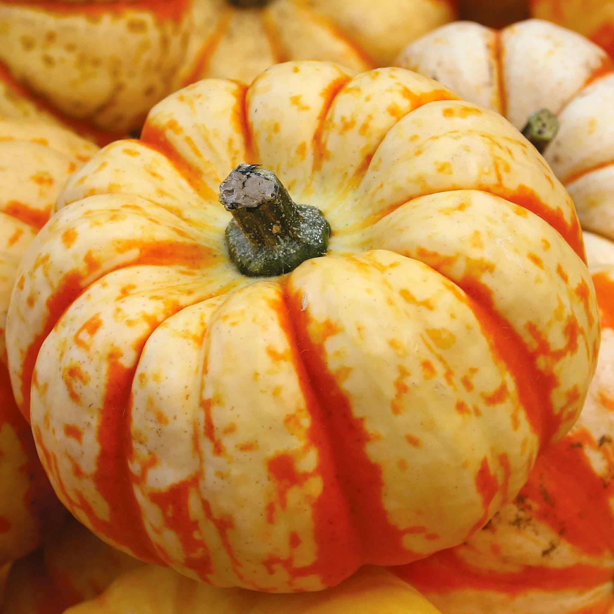 Marshalls Garden Pumpkin Seeds 'Sweet Lightning' - Orange-Speckled Mini Pumpkins 11cm Fruits