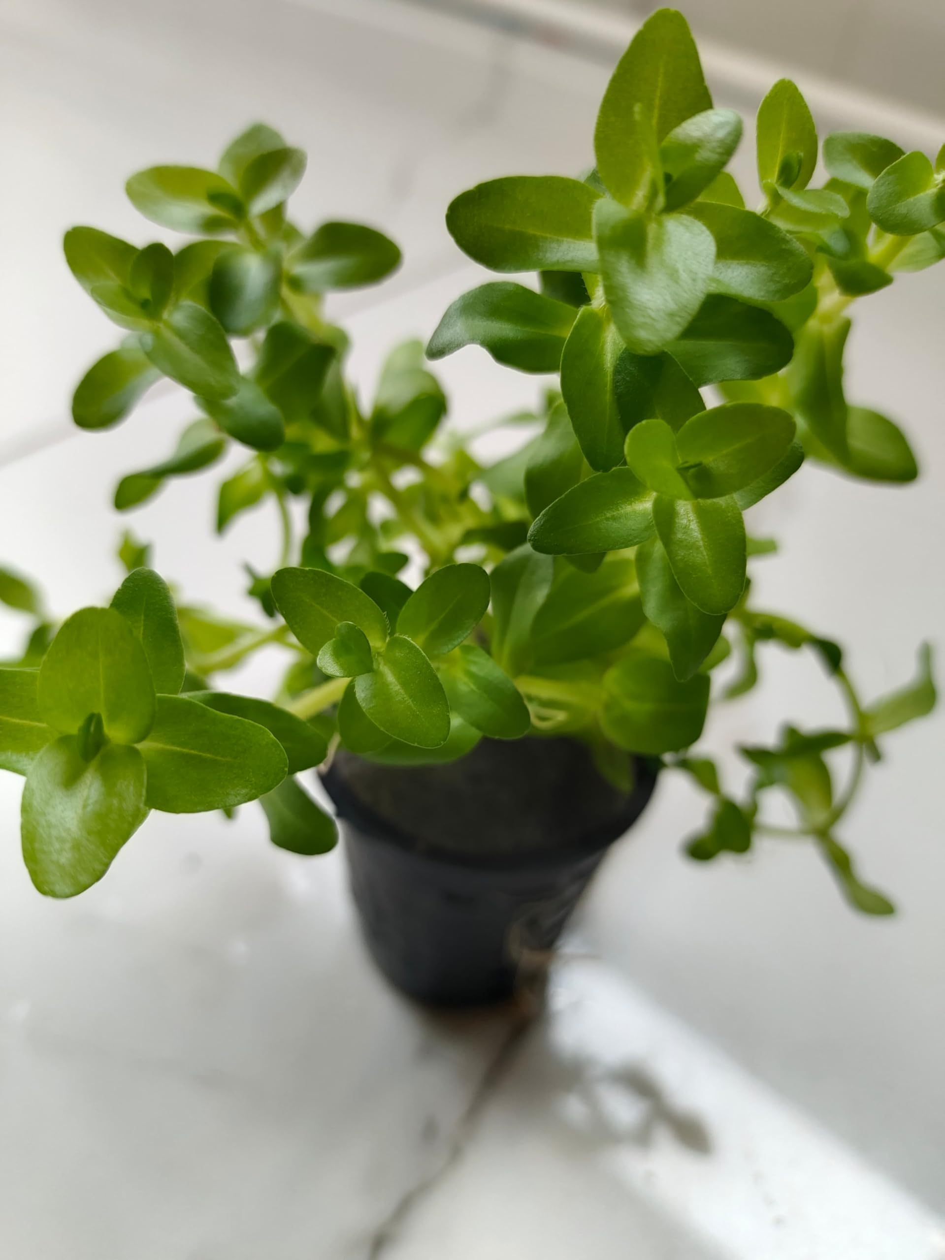 See full amazon price history chart for Bacopa Caroliniana Live Aquarium Plant (Emersed Pot) Bacopa Caroliniana Live Aquarium Plant (Emersed Pot) (B0D4L3YG6R) Amazon Price History, Amazon Price Tracker