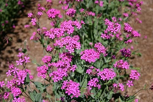 Miniatura 3 de Semillas de flores Catchfly para plantar, más de 3000 semillas por paquete, semillas de jardín de Isla (semillas de jardín de Isla), semillas sin
