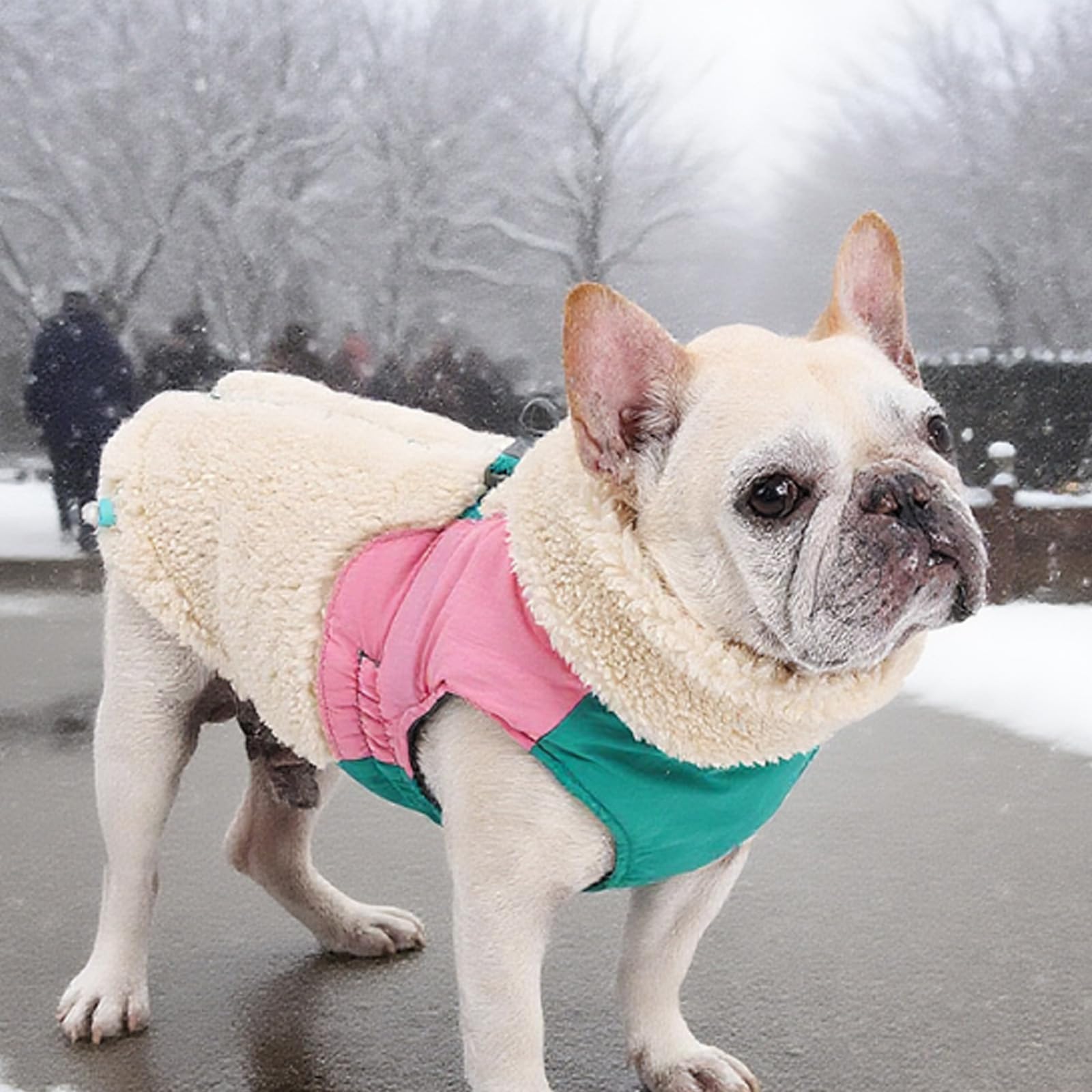 Cappotto Cani Invernale, Cappotti per Cani per Il Freddo, Giacca da Neve per Cani con D-Ring, per Cani Taglia Piccola Media Grande Vestiti,Beige,S