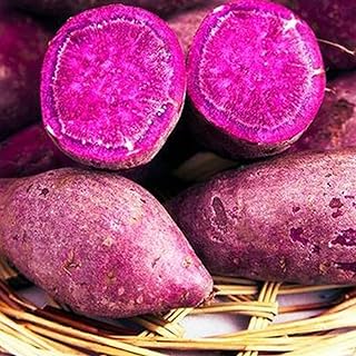 AchidistviQ 50Pcs Sweet Potato Seeds Easy to Produce Garden Farm Yard Nutritious Vegetable Plant for Outdoor Farm Yard Garden Planting Purple Sweet Potato Seeds