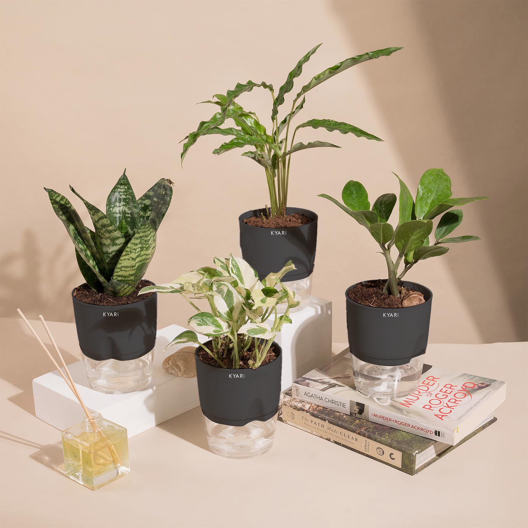 KYARI Money NJoy-Green Snake-Zamia Green-C Rufibarba Combo of 4 Indoor Plants for Living Room | Live Plants | Plants with Grey Pot for Home Air purifier plants | Plants for Home Decor & Garden (B0CHYWYGRR) Amazon Price History, Amazon Price Tracker