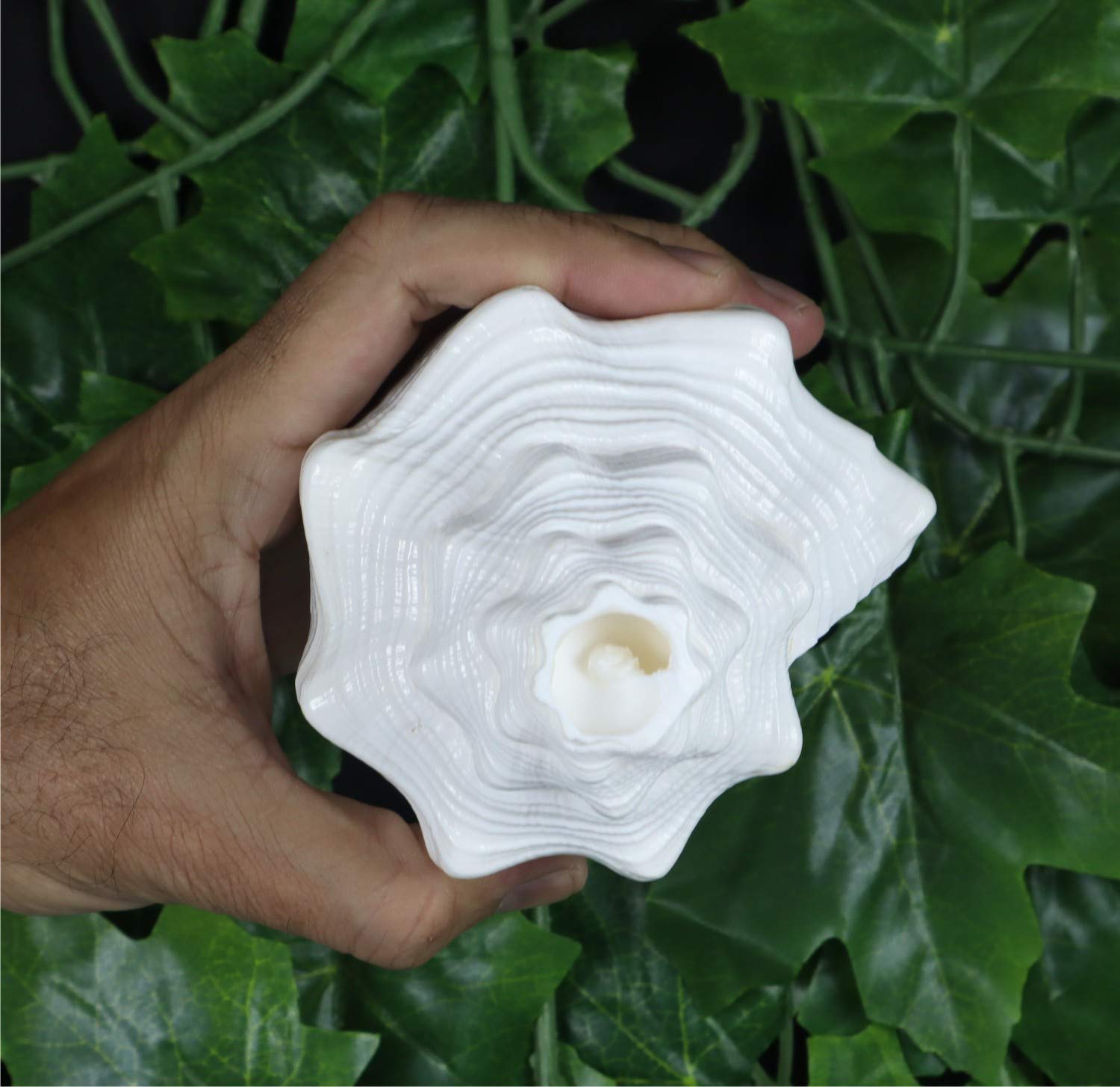 ASHIRWAD Blowing Shankh Vamavarti Dattatreya - Conch Shell - Puja Ritual - Shankhnaad (Shankh-07)