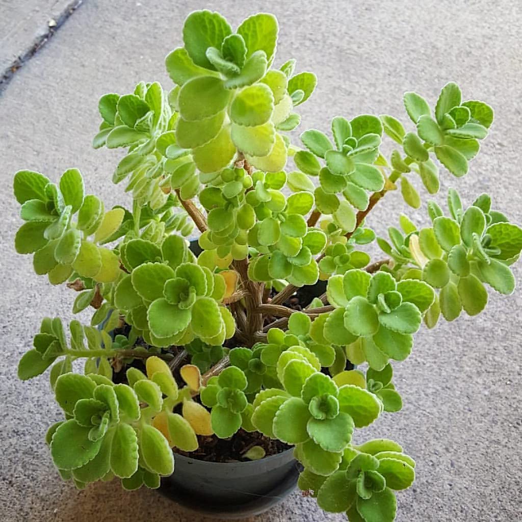 Ohhsome A Member Of The Mint Family - (But Succulent) Plants For Home Gardening Vicks Plant (Healthy Live Plant) (B09HN58DPV) Amazon Price History, Amazon Price Tracker