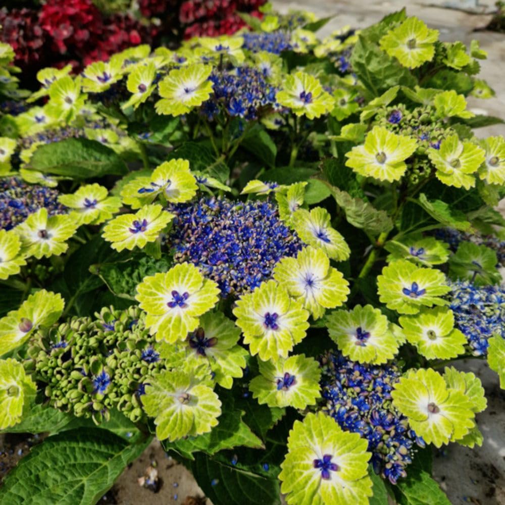 Hydrangea Teller Green Dream Blue - Stunning Bicolour Blooms with Lime Green Outer and Blue Inner Florets, 14cm Pot - Thompson & Morgan