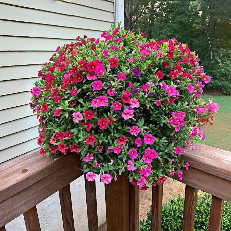 Four Seasons Petunia Seeds, 1000 Pieces, Long Blooming Perennial Flowers, Sun Loving, Cold Resistant, for Indoor Outdoor Planting - 2