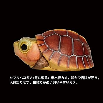 Amazon.co.jp: BACALYSO | 動物惑星 五周年 限定版 カメ 亀