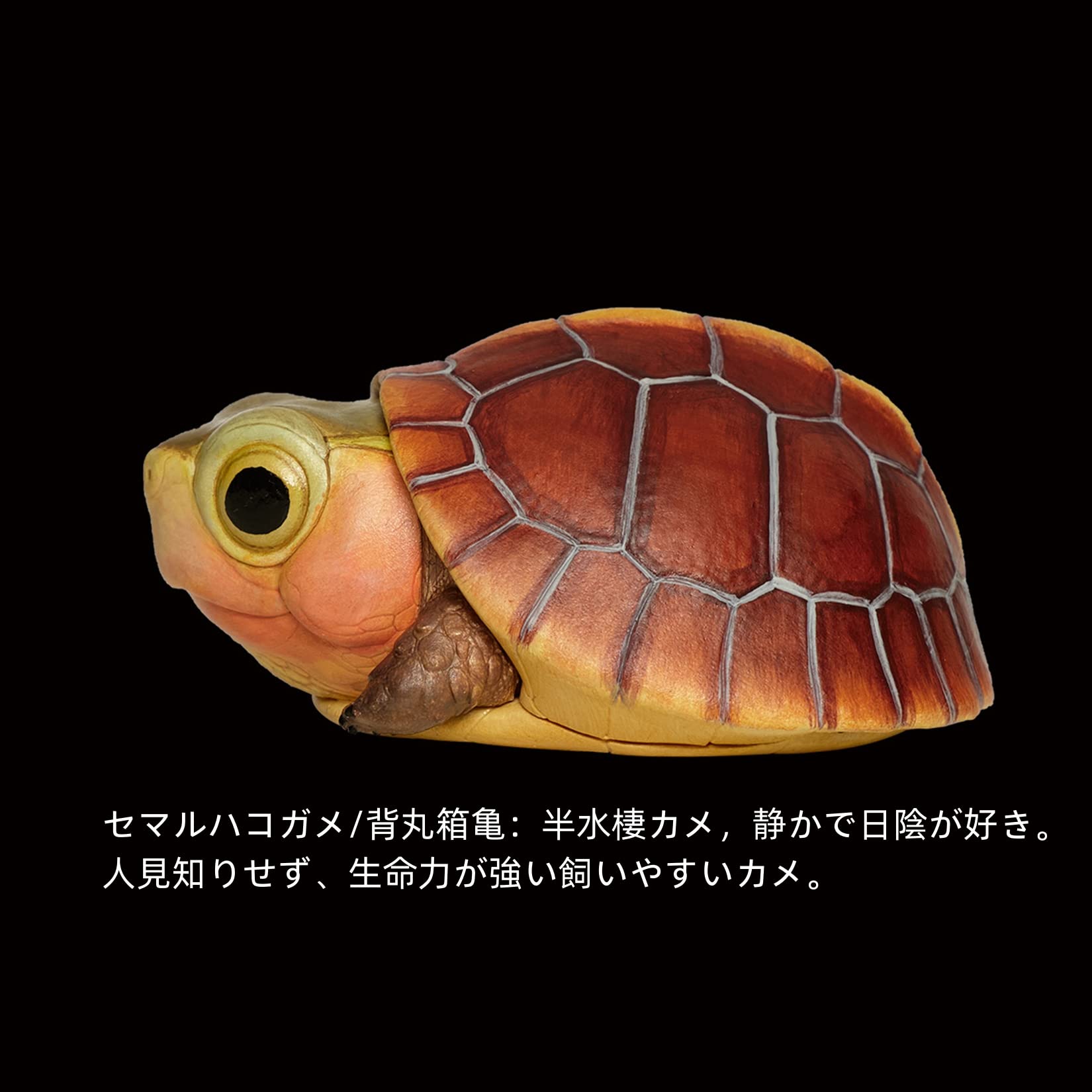 動物の惑星 亀 Amazon | BACALYSO | 動物惑星 カメ 亀 ガチャガチャ ブラインド