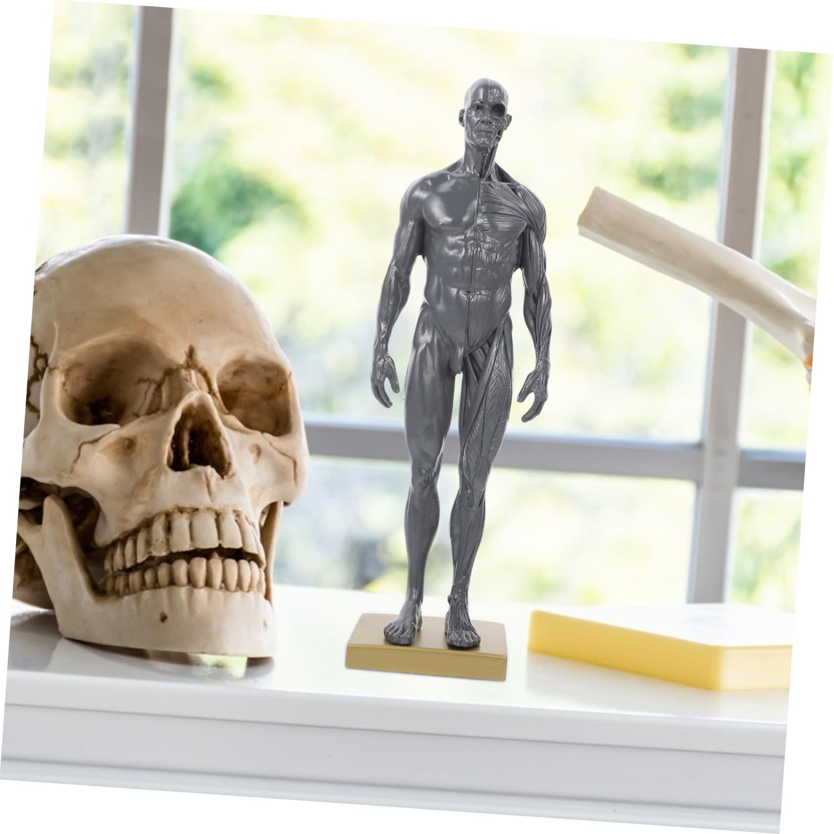 ULTECHNOVO Modèle Anatomique de Muscles du Corps Humain en Résine pour Étudiants, Instrument D’enseignement et Affichage D’apprentissage, pour Écoles et Laboratoires Couleur Aléatoire